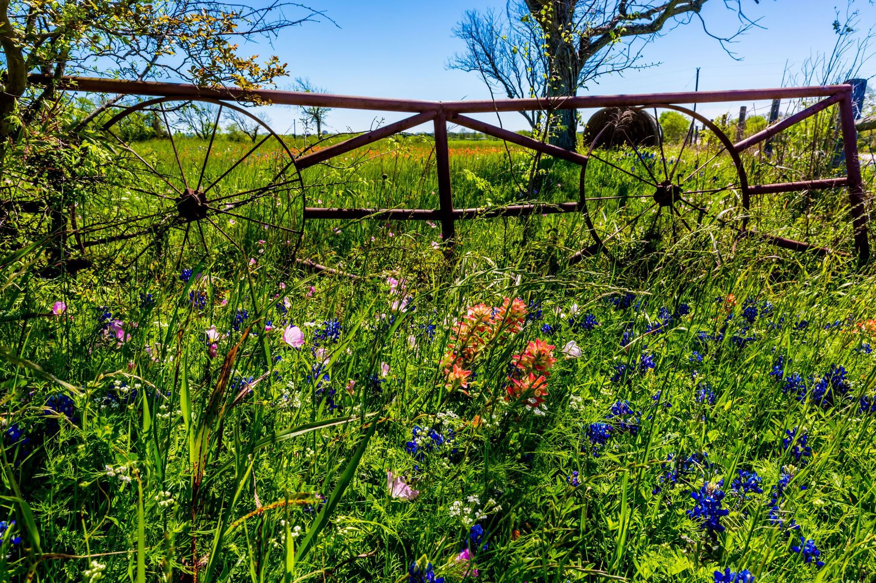 Rusty fence with wagon wheels leaned up on it, there are prairie flowers and weeds in the foreground